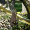 Wild Bird Seed Bell - Image 2