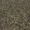 Bird Seed: Sunflower Seeds (200gm) - Image 2
