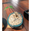 Bonsai Starter Kit - Maple - Image 2