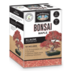 Bonsai Starter Kit - Maple