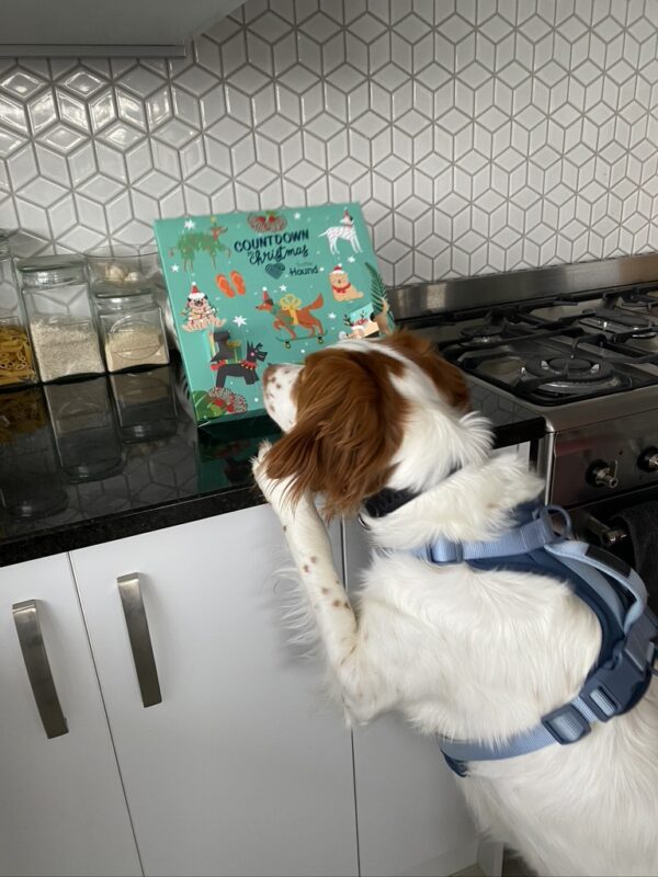 PRE-ORDER: Topflite Hound Advent Calendar for dogs (2025 edition) - Image 7