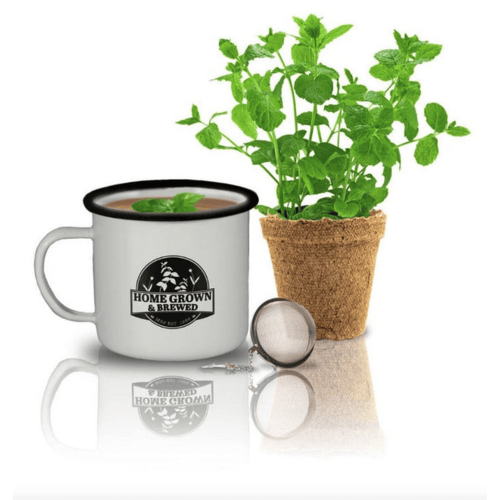 Grow & Brew Tea Kit - Peppermint